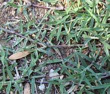 Bermuda Grass Pictures Photos For Identification And Comparison
