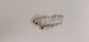 Image result for Trichaptum subchartaceum