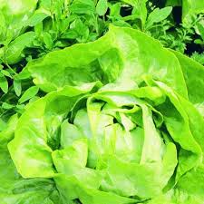 Depending on your hardiness zone, spinach may be the easiest vegetable to grow as. Part Sun Vegetable Plants Edible Garden The Home Depot