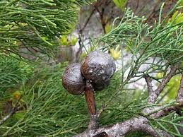 Image result for Widdringtonia nodiflora