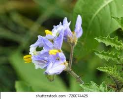 Image result for Solanum sisymbriifolium