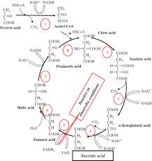 The Cycle In Which Pyruvic Acid Is Broken Down In The Presence Of Oxygen Is  Known As(A) Glycolysis(B) Kreb'S Cycle(C) Anaerobic Respiration(D) None Of  The Above