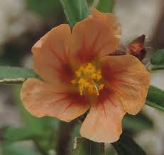 Image result for Sida serratifolia