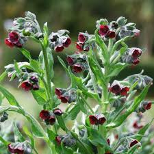 Image result for Cynoglossum