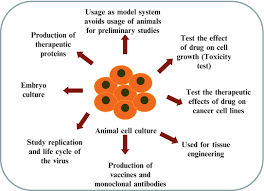 Advantages of animal tissue culture biological studies can be easily done using cell cultures cell culture techniques can reduce the use of animals in various studies. Animal Cell Culture And Cryopreservation Springerlink