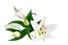 The white ones stand for goodness and virtue and stand prominently for purity. White Lily Flowers And Buds With Green Leaves On White Background Isolated Close Up Lilies Bunch Lillies Bouquet Floral Pattern Stock Photo Image Of Botanical Decoration 164899766