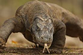 Seorang anak berinisial f (4,5), warga desa komodo, pulau komodo, kabupaten manggarai barat digigit komodo. Sederet Fakta Nyeleneh Tentang Komodo Kanibal Hingga Perampok Bangkai