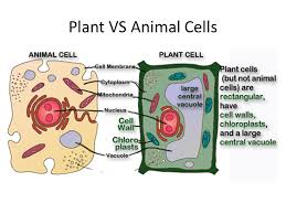 Plant cell is also a type of eukaryotic cell and is a basic unit of life comprising of all cell bound organelles that carries out all functions and metabolisms. Cells Cell Theory 1 All Living Organisms Are Made Of Cells 2 Cells Are The Basic Unit Of Life 3 All Cells Come From Preexisting Cells Ppt Download