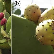 The prickly pear comes from a cactus plant that grows best in areas receiving full sun.3 a member of the cactaceae or cactus family, it's also known as handle prickly pears carefully when buying and storing them. Pdf Nutritional Composition Of The Prickly Pear Opuntia Ficus Indica Fruit