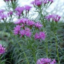 Image result for Vernonia melleri