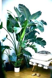 15 Tall Indoor Low Light Plants Home And Garden Tips Garden Home Indoor Light Plan Big House Plants Tall Indoor Plants House Plants Indoor