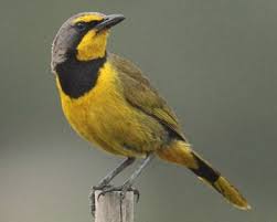 Birds Of South Africa Pictures And Names Bokmakierie Endemic To Southern Africa Bird Names In Kannada