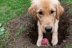The tip was to have a little area in the corner of your garden that is either soil or as the poster suggested, have some sand and try and encourage your dog to go and dig there….easier typed than done i know but like all training, it will pay off if you work at it. Why Does My Dog Dig