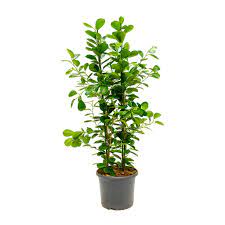 Check spelling or type a new query. Ficus Microcarpa Moclame Indian Laurel Indoor Plants Hortology