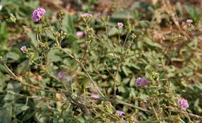 Image result for Boerhavia cordobensis