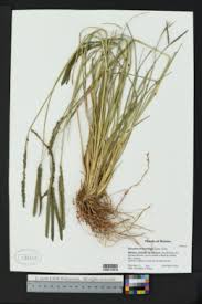 Image result for Tristachya