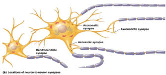 Image result for Synandrodaphne