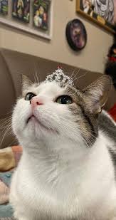 14 very good cat posts that might just make your week a little better cat post cats cool cats
