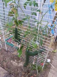 Support Concombre Potager Idees Jardin Jardins