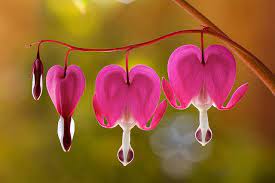 Dicentra Flickr Photo Sharing Pink Flowers Wallpaper Bleeding Heart Flower Bleeding Heart