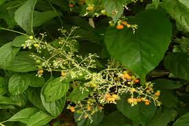 Image result for Hoslundia