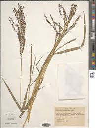 Image result for Leptochloa obtusiflora
