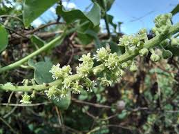 Image result for Phytolacca dodecandra