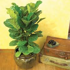 23 Of The Easiest Houseplants You Can Grow Plants House Plants Indoor Plants