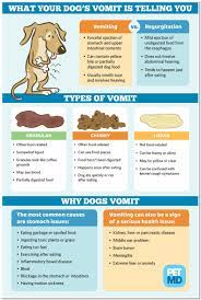 My Dog Has Diarrhea And Vomiting Yellow Liquid Best Reviews