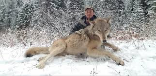 Wolves don't terrorize towns, or kidnap innocents, or brutalize women! Idaho Trappers Targeting Wolves Get Partially Reimbursed Montana Untamed Billingsgazette Com