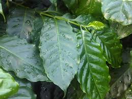 Image result for Coffea sp. A