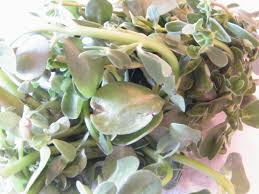 Let sit for 45 minutes. Purslane Makes You Peaceful What Is That And How Do I Eat It