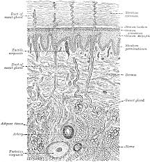 Instead of framing, ask the individual, 'how would you label yourself?' Human Skin Cell Under Microscope Labeled Micropedia
