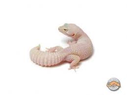 Phantom Cute Gecko Leopard Gecko Cute Reptiles