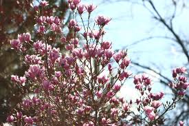 The chinese communist revolution, known in mainland china as the war of liberation, was the conflict, led by the chinese communist party (ccp) and chairman mao zedong, that resulted in the proclamation of the people's republic of china, on 1 october 1949. Spring In Bloom Flowering Trees Around Palo Alto Canopy Canopy