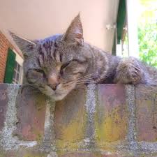 Can cats breathe through their mouth? Cats Get Heatstroke Too Pet Companion Magazine