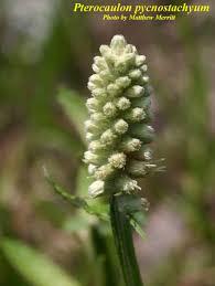 Image result for Pycnostachys parvifolia