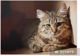 Guzel Kedi Poster Pixers Haydi Dunyanizi Degistirelim