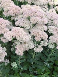 They do best when exposed to a lot of sunlight, so they're a great choice for a grave that's out in the open. Drought Tough Plants For A Grave Pennlive Com