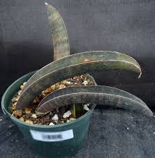 Image result for Sansevieria hallii