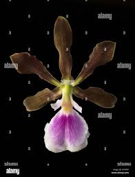 Image result for Sphaeranthus randii