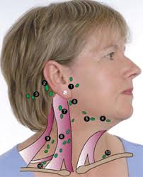 These lumps are actually lymph nodes that have become temporarily enlarged as they fight off infection. How To Check Your Lymph Nodes