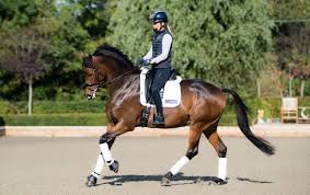 How To Sit In Canter Without Bouncing And Follow The Horse'S Movement!  (Dressage Seat) - Youtube