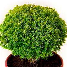 Shop for arborvitae shrubs online and ship directly to your door from the nursery Dwarf Globe Arborvitae Anniek Thuja Occidentalis My Garden Life
