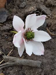 Pin On Sugar Flowers