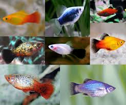 Peixe Betta Comida De Corais