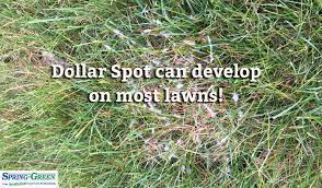 Tierra verde golf club controlled it with corn gluten meal at fertilizer rates. If You Had A Dollar For Every Dollar Spot On Your Lawn Spring Green