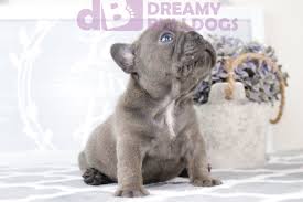It loves companionship and bonds with animals and families. Dreamy Bulldogs Available English French Bulldogs For Sale In Florida