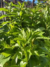 Image result for Cephalanthus