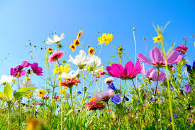 Flores de verão: espécies para jardim, dicas de cuidado e muito mais!